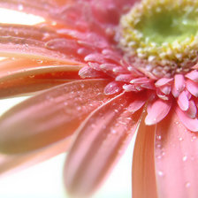 Схема вышивки «гербера»