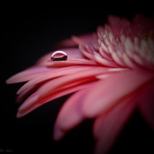 Схема вышивки «гербера в темноте»