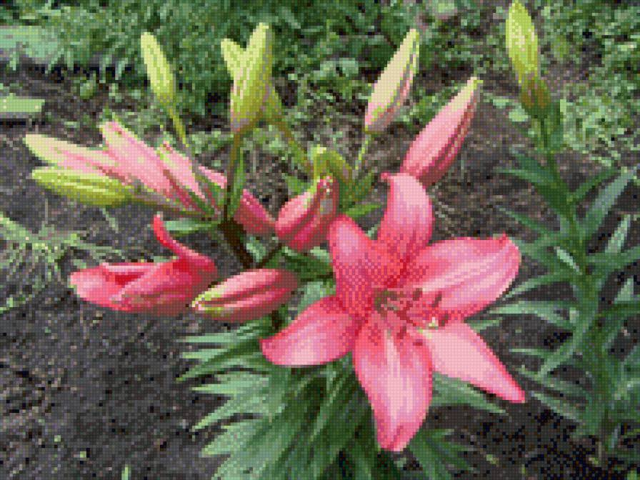 розовая лилия - предпросмотр