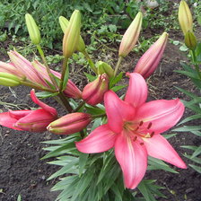 розовая лилия