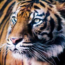 Схема вышивки «хищник»