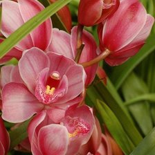 Схема вышивки «цветы»