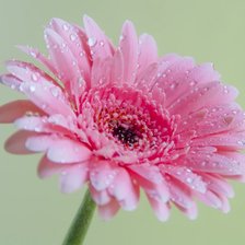 Схема вышивки «розовая гербера»