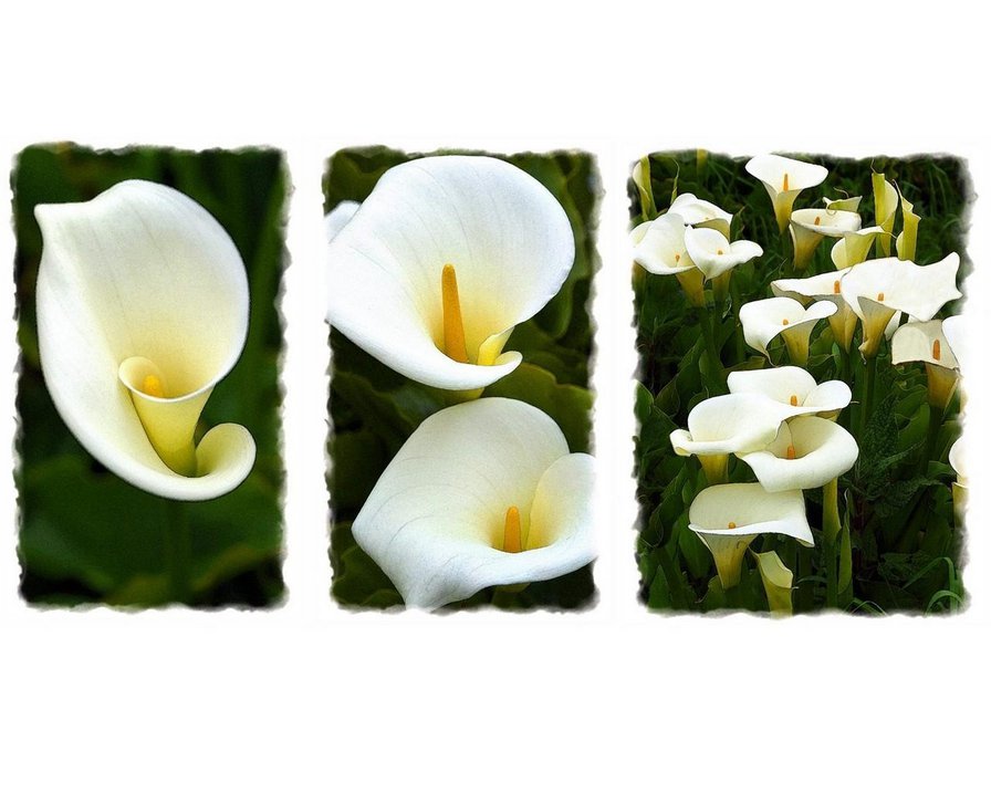 Модульная картина - оригинал