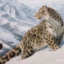 Снежный барс