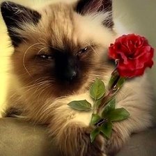 Схема вышивки «Котик с розой»