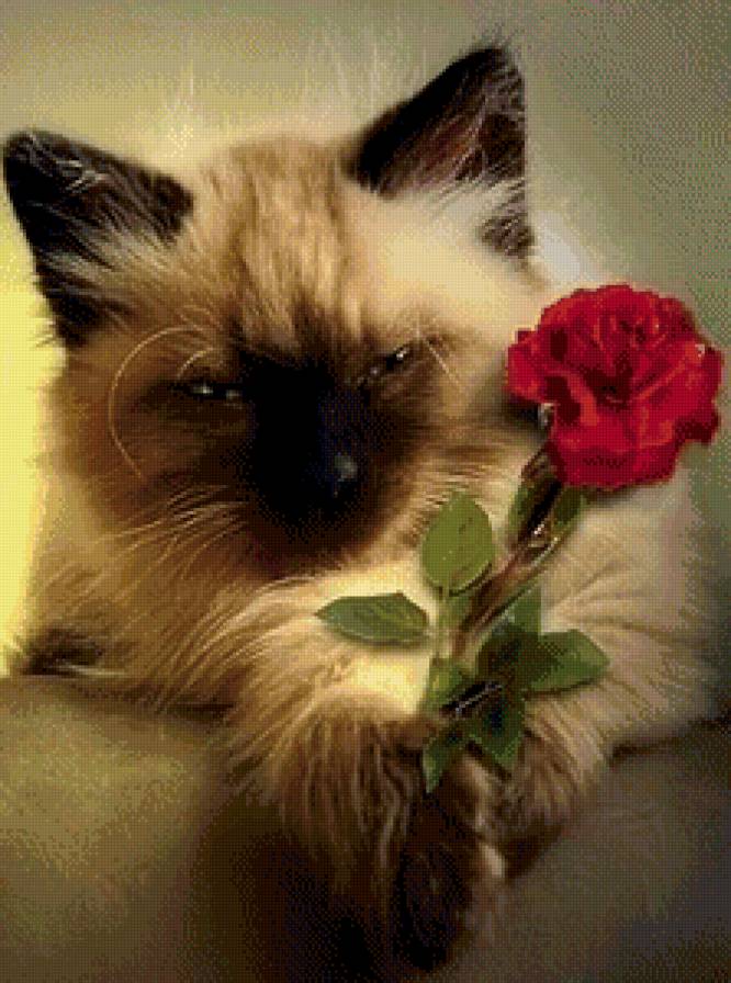Котик с розой - цветок, роза, кот, кошка - предпросмотр