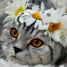 Киска в ромашках