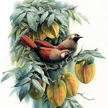 Схема вышивки «Птицы-2»