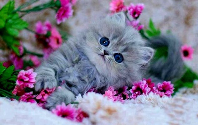 котенок вцветах - котенок, цветы - оригинал