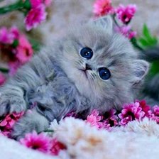 котенок вцветах