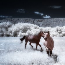 Схема вышивки «Лошадки в снегу»