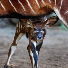 Схема вышивки «Под защитой мамы»