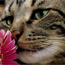 Схема вышивки «Киска»