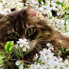 Схема вышивки «Киска»