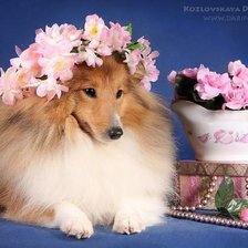 Схема вышивки «шелти»