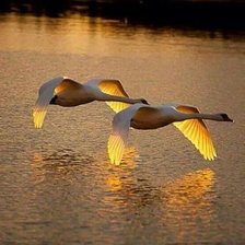 Схема вышивки «В золотом сиянии»