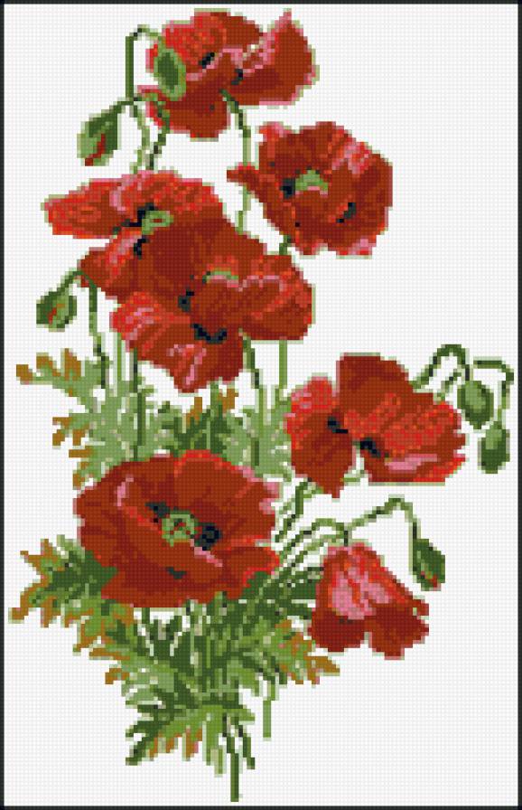 Маки - цветы, красный, маки - предпросмотр