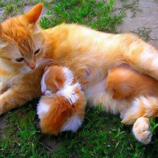 Схема вышивки «рыжие коты»