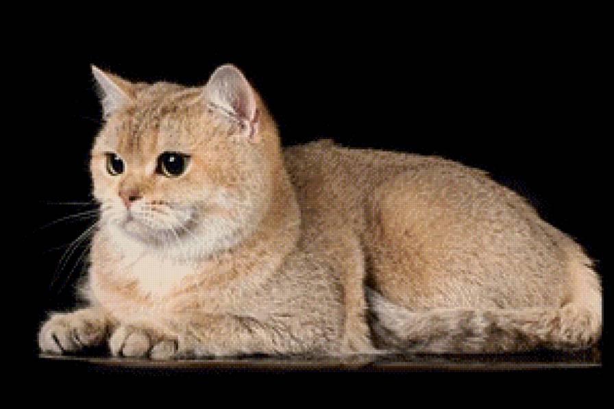 Британец 2 - предпросмотр