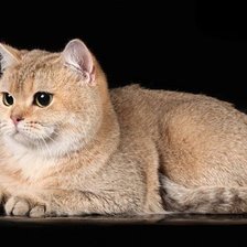 Схема вышивки «Британец 2»