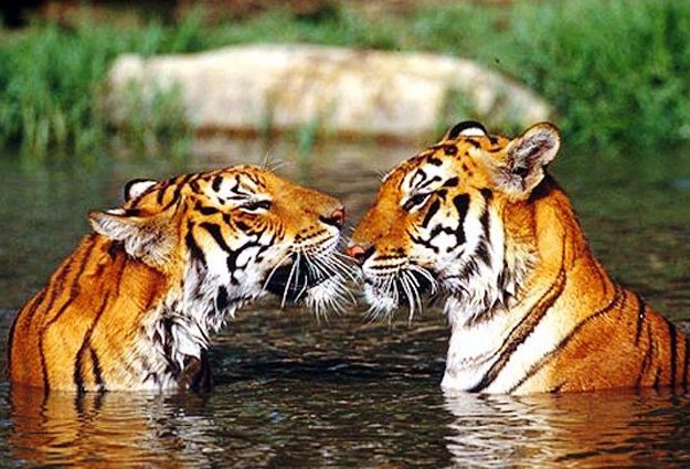 тигры - любовь, тигр, животные - оригинал