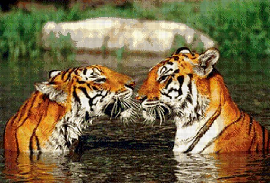 тигры - тигр, любовь, животные - предпросмотр