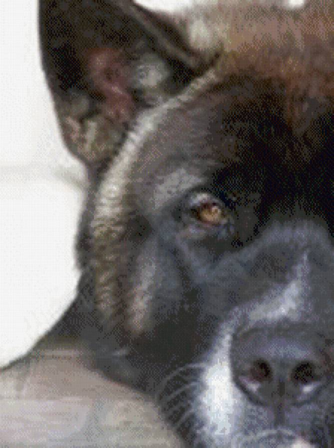 №759127 - животные, собака - предпросмотр