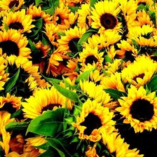 Схема вышивки «поле подсолнухов»