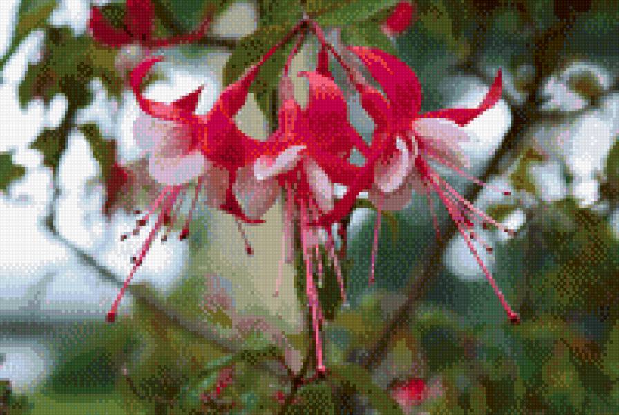 Фуксия - цветы, фуксия, цветок - предпросмотр