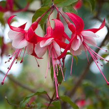 Схема вышивки «Фуксия»