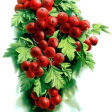 Схема вышивки «ягодное пано 2»