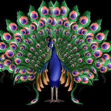 Схема вышивки «серия ,,павлины"»