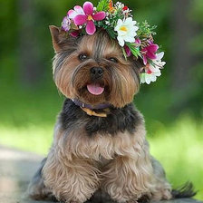 Схема вышивки «Ну красавица же я?»