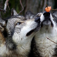 Схема вышивки «волки»