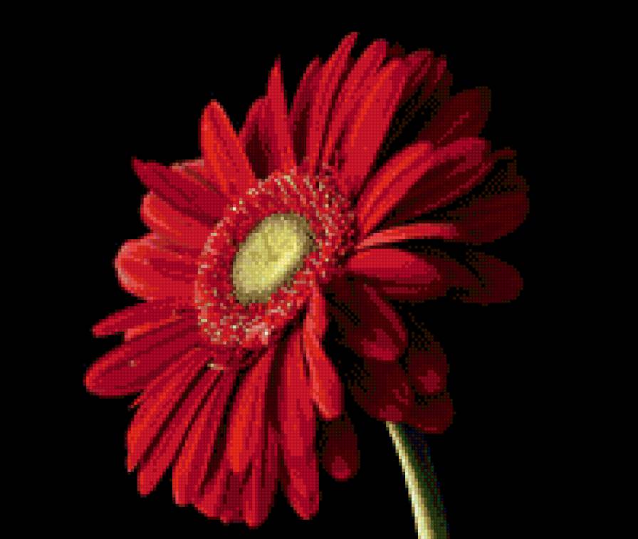 Красная гербера - цветы - предпросмотр