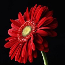 Схема вышивки «Красная гербера»