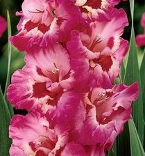 Схема вышивки «Гладиолус»