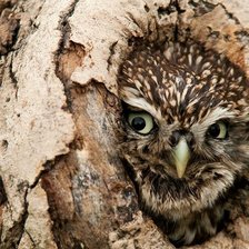 Схема вышивки «Сова»