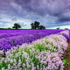 Схема вышивки «Лавандовое поле»