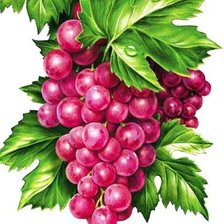 Схема вышивки «Виноград»