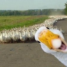 Схема вышивки «птицы»