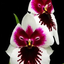 Схема вышивки «орхидеи»