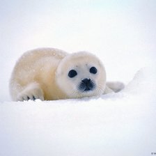 Схема вышивки «Белек»