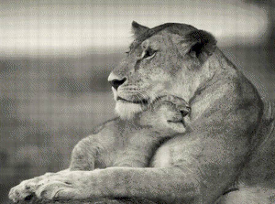 мамина любовь - животные, кошки, нежность, монохром, львица, хищники, львы, черно-белое - предпросмотр