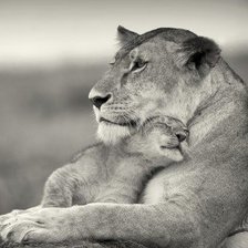 Схема вышивки «мамина любовь»