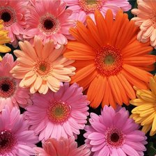 Схема вышивки «Цветочная подушка 2»