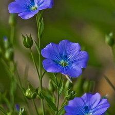 Схема вышивки «№760715»