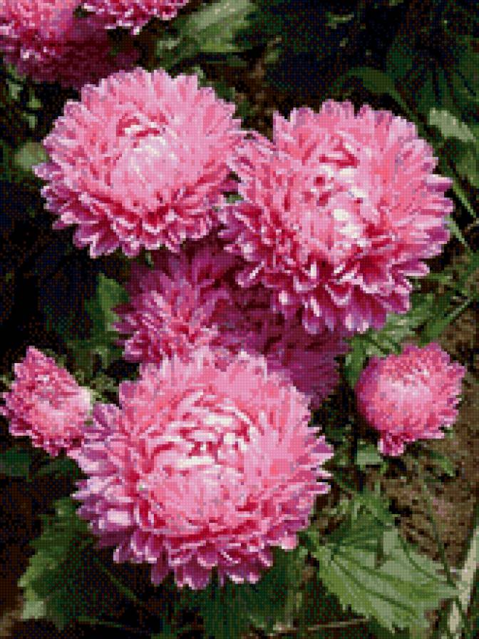 Астры - цветы, природа - предпросмотр