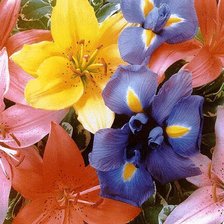 Схема вышивки «Цветочная подушка»